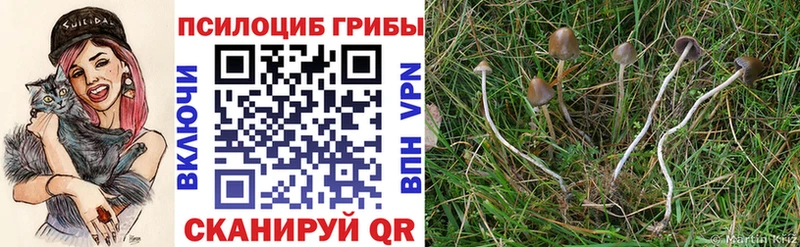 где можно купить   Минусинск  Галлюциногенные грибы Psilocybe 
